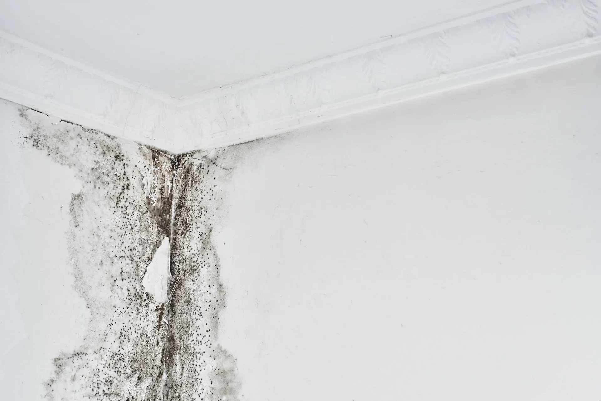 4 Signs Your House Has Mold