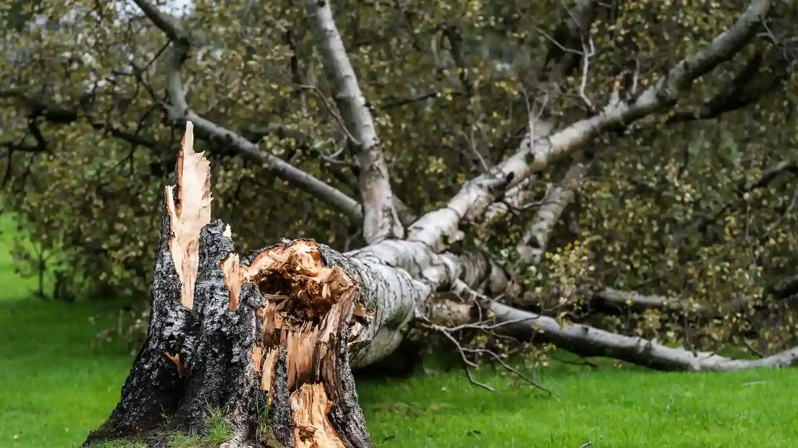 Large snapped and uprooted tree with a jagged trunk and heavy branches spread across a green lawn after a severe storm.