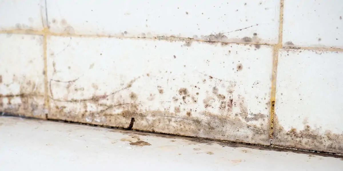Mold and mildew are visible along the grout lines and caulking of bathroom wall tiles near a bathtub.