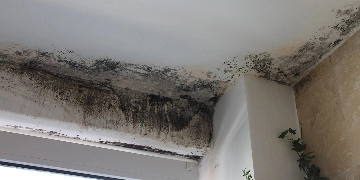 difference between mold removal and mold remediation