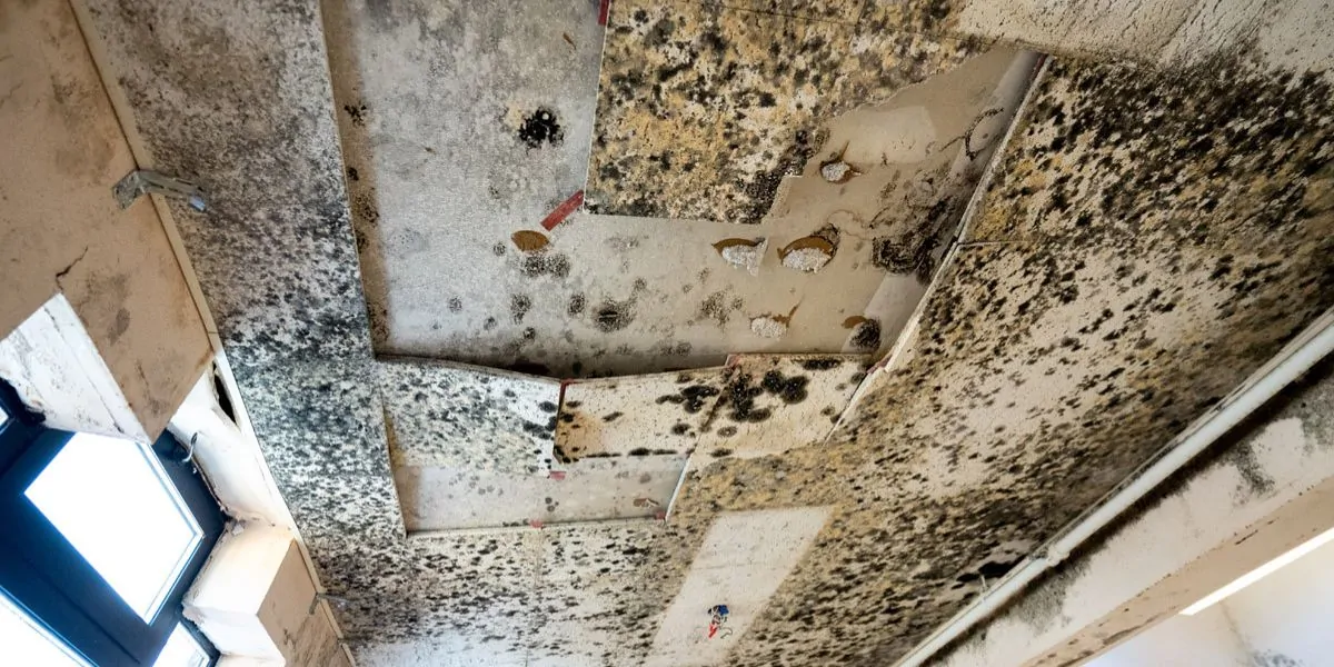 black mold vs toxic black mold